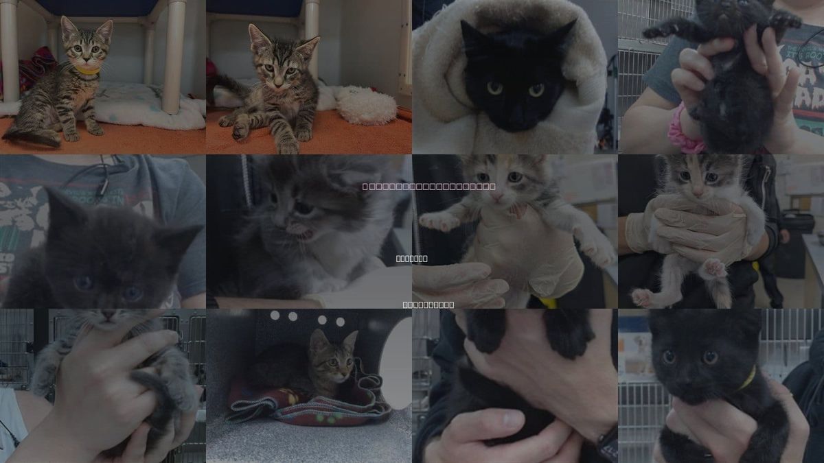 Cats for Adoption in Salinas, California