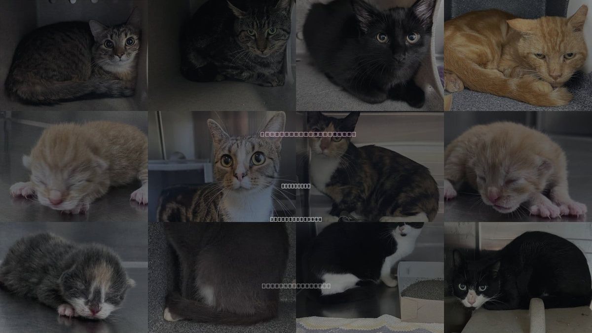 Cats for Adoption in Salisbury, North Carolina