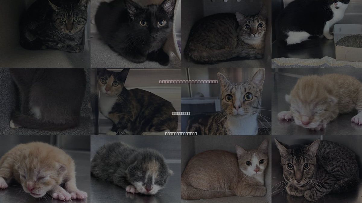 Cats for Adoption in Salisbury, North Carolina