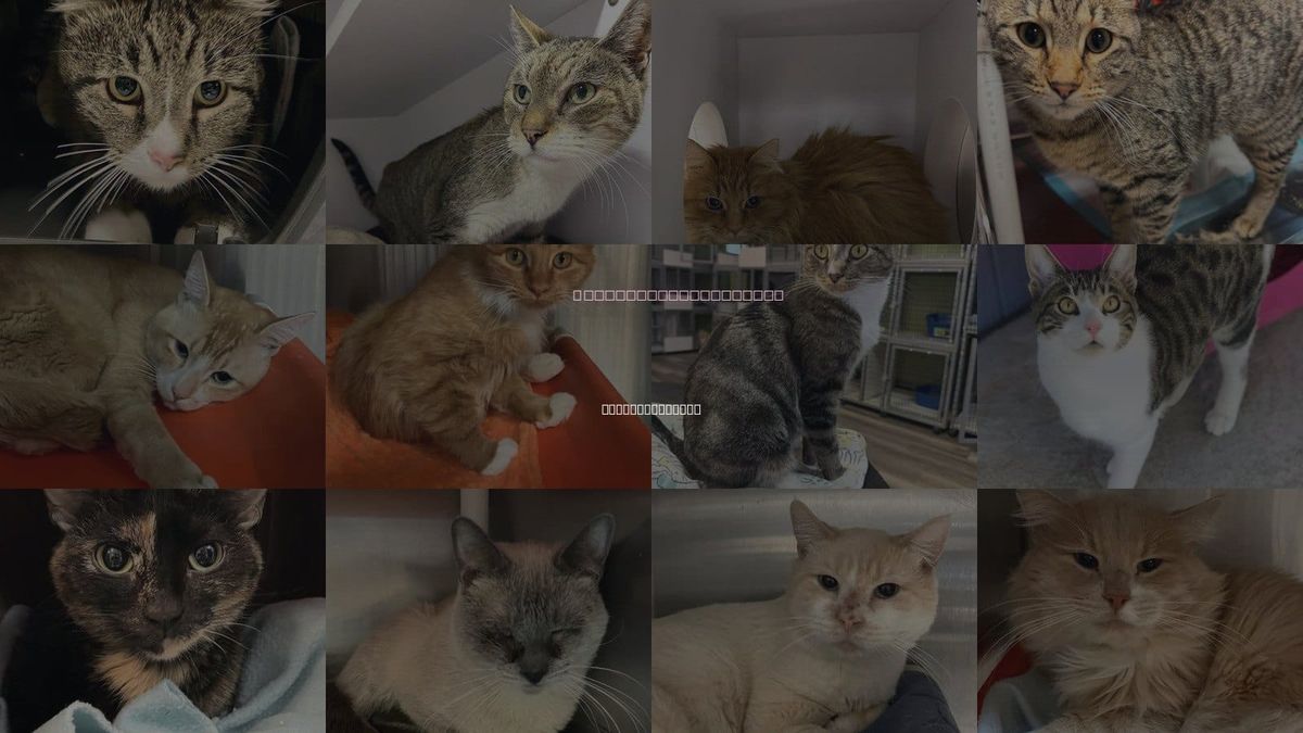Cats for Adoption in Salt Lake City, Utah