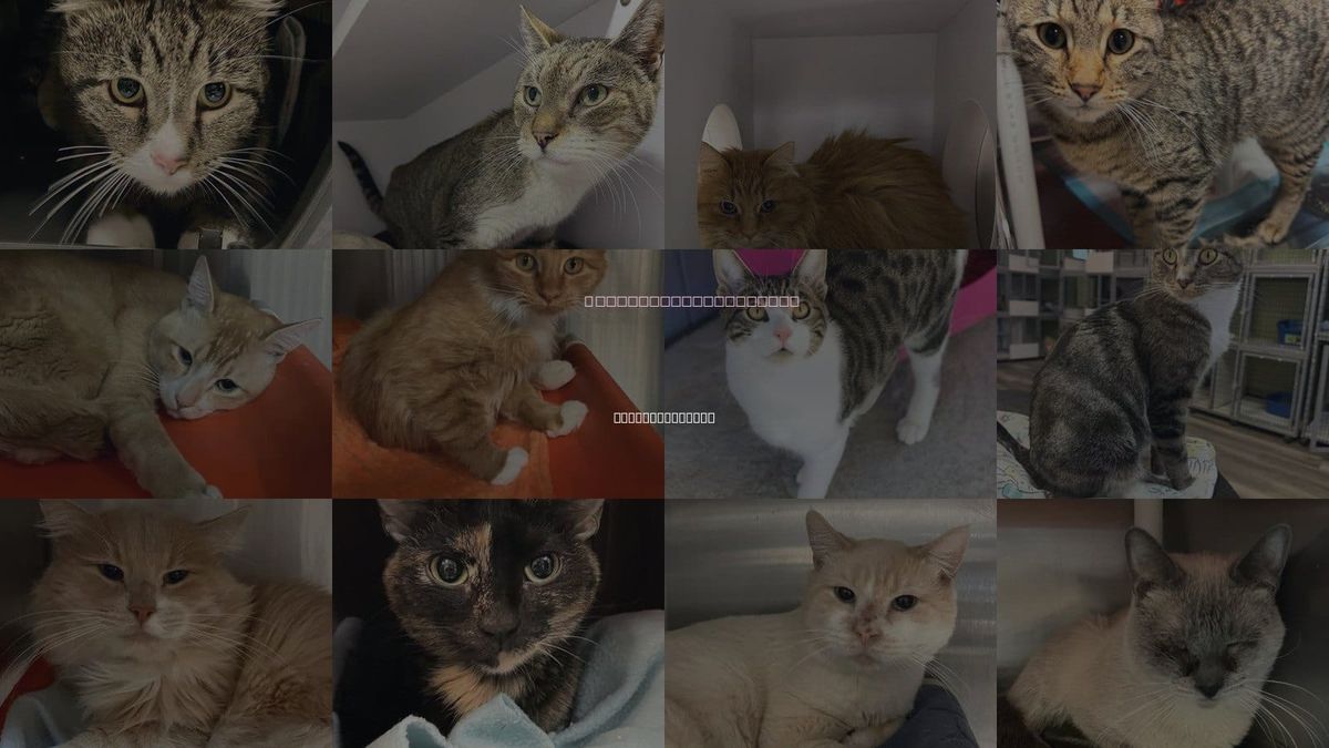 Cats for Adoption in Salt Lake City, Utah