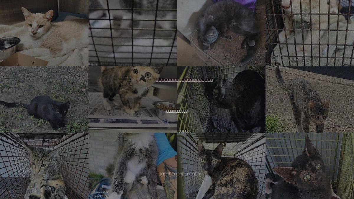 Cats for Adoption in San Antonio, Texas