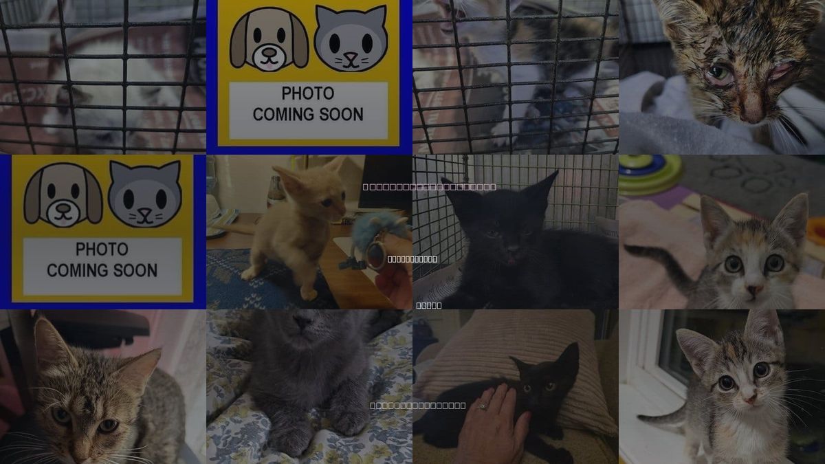 Cats for Adoption in San Antonio, Texas