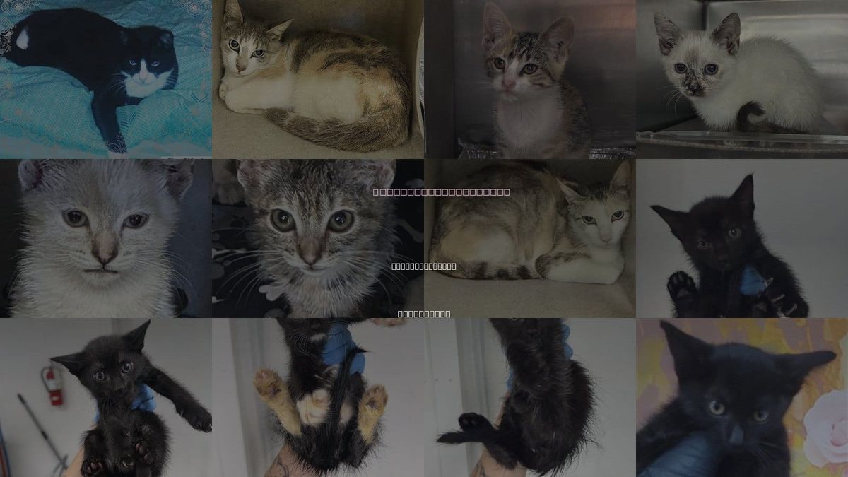 Cats for Adoption in San Bernardino, California
