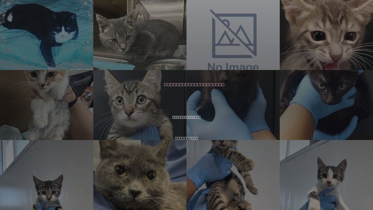Cats for Adoption in San Bernardino, California
