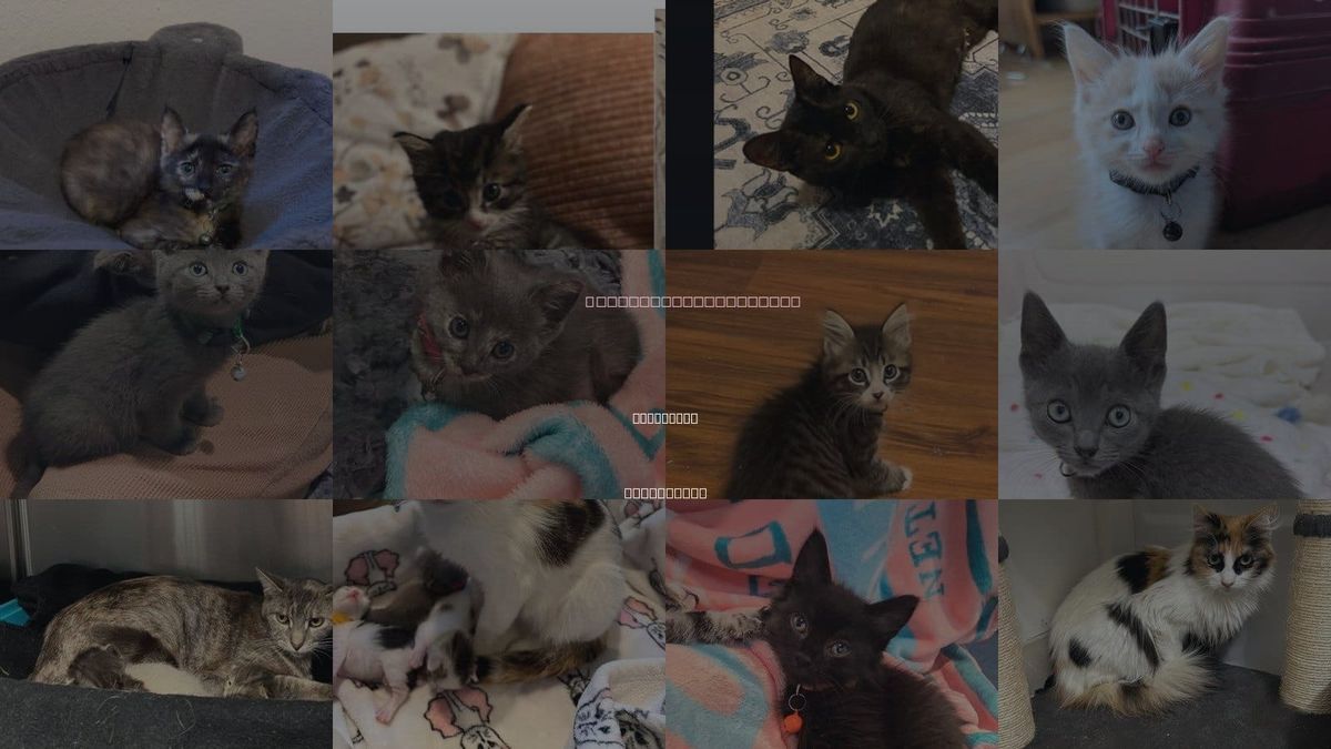 Cats for Adoption in San Bruno, California