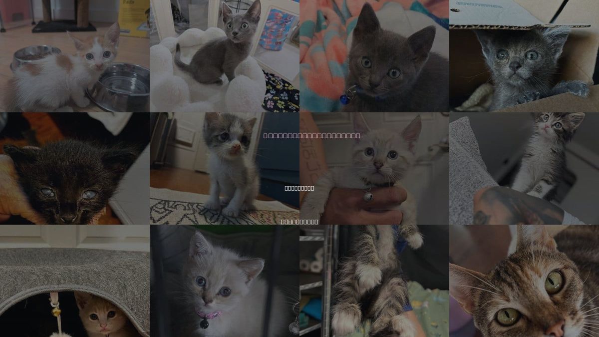 Cats for Adoption in San Bruno, California