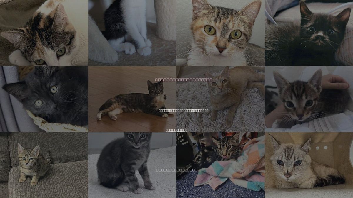 Cats for Adoption in San Buenaventura (Ventura), California