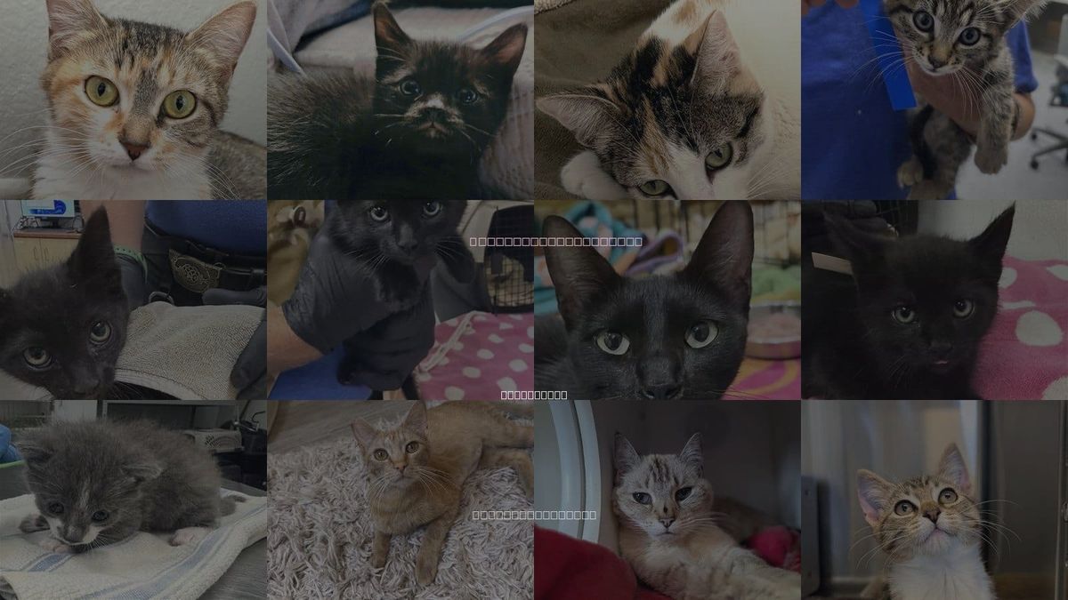 Cats for Adoption in San Buenaventura (Ventura), California