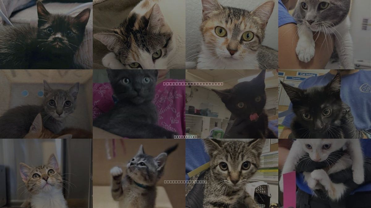 Cats for Adoption in San Buenaventura (Ventura), California