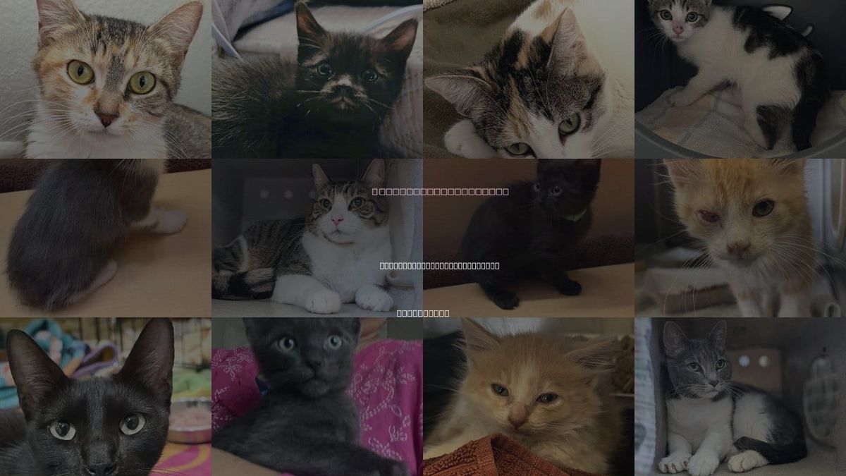 Cats for Adoption in San Buenaventura (Ventura), California