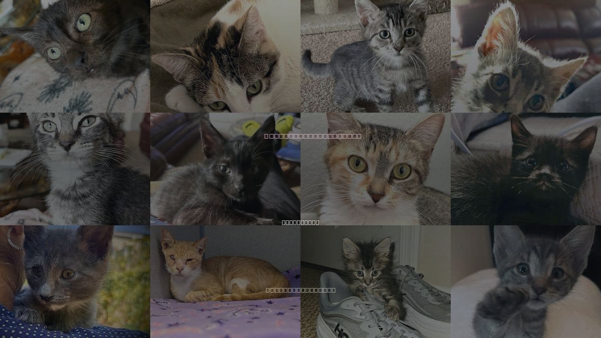Cats for Adoption in San Buenaventura (Ventura), California