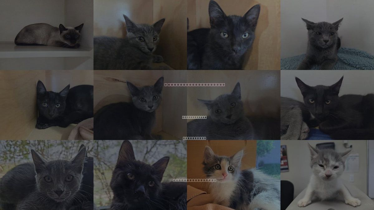 Cats for Adoption in San Clemente, California