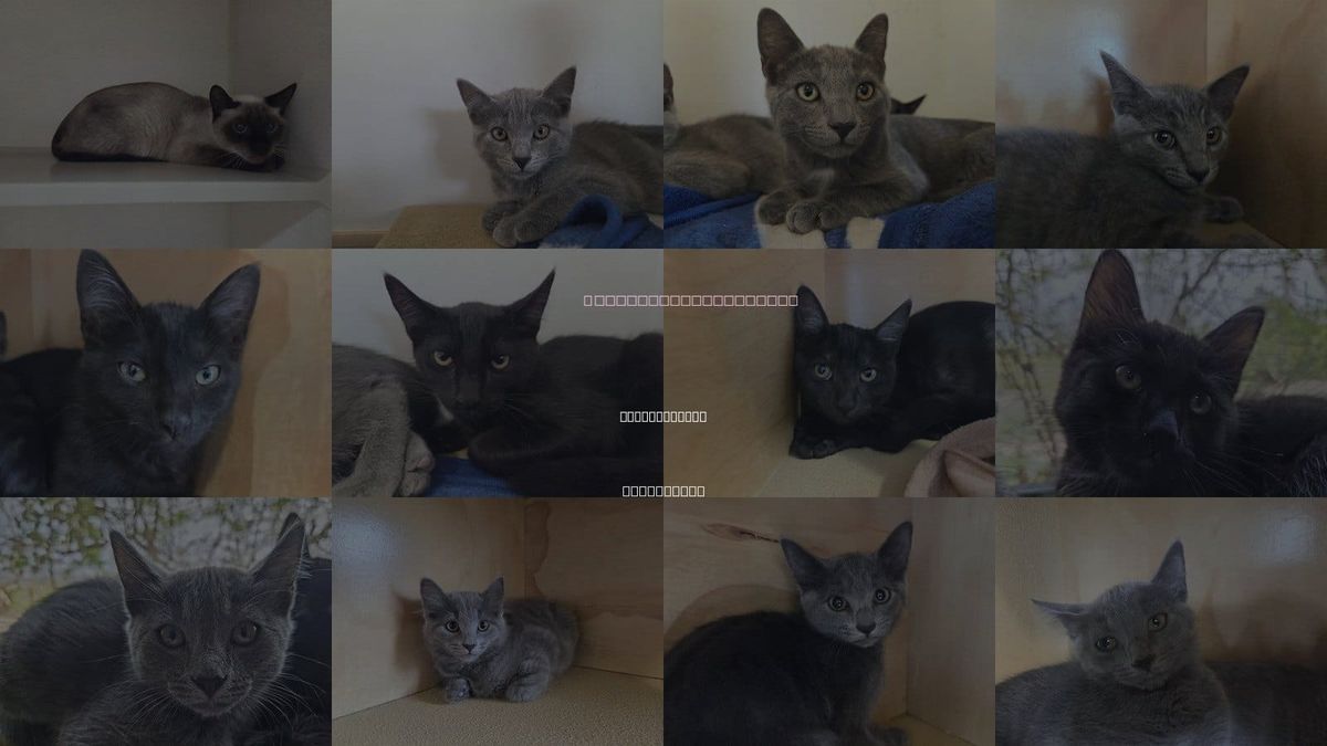 Cats for Adoption in San Clemente, California