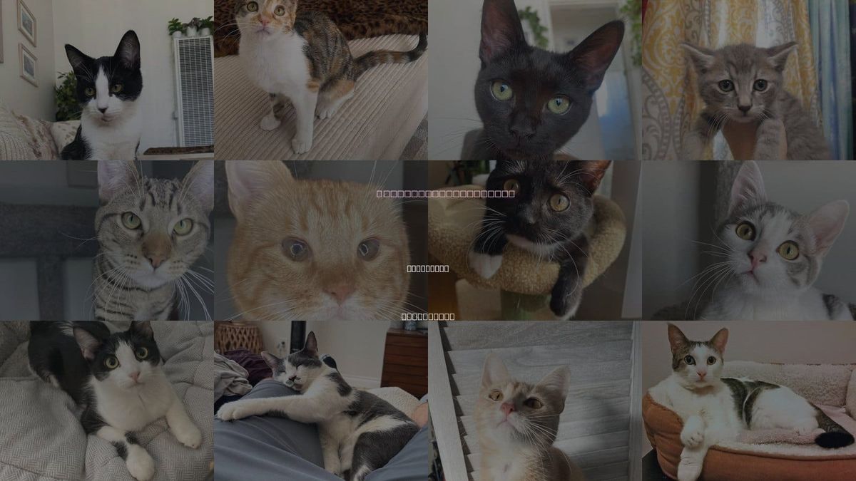 Cats for Adoption in San Diego, California