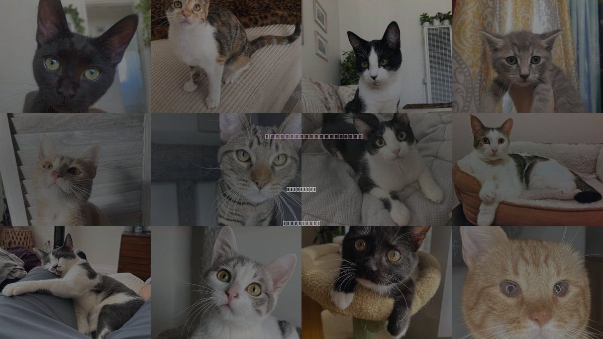 Cats for Adoption in San Diego, California