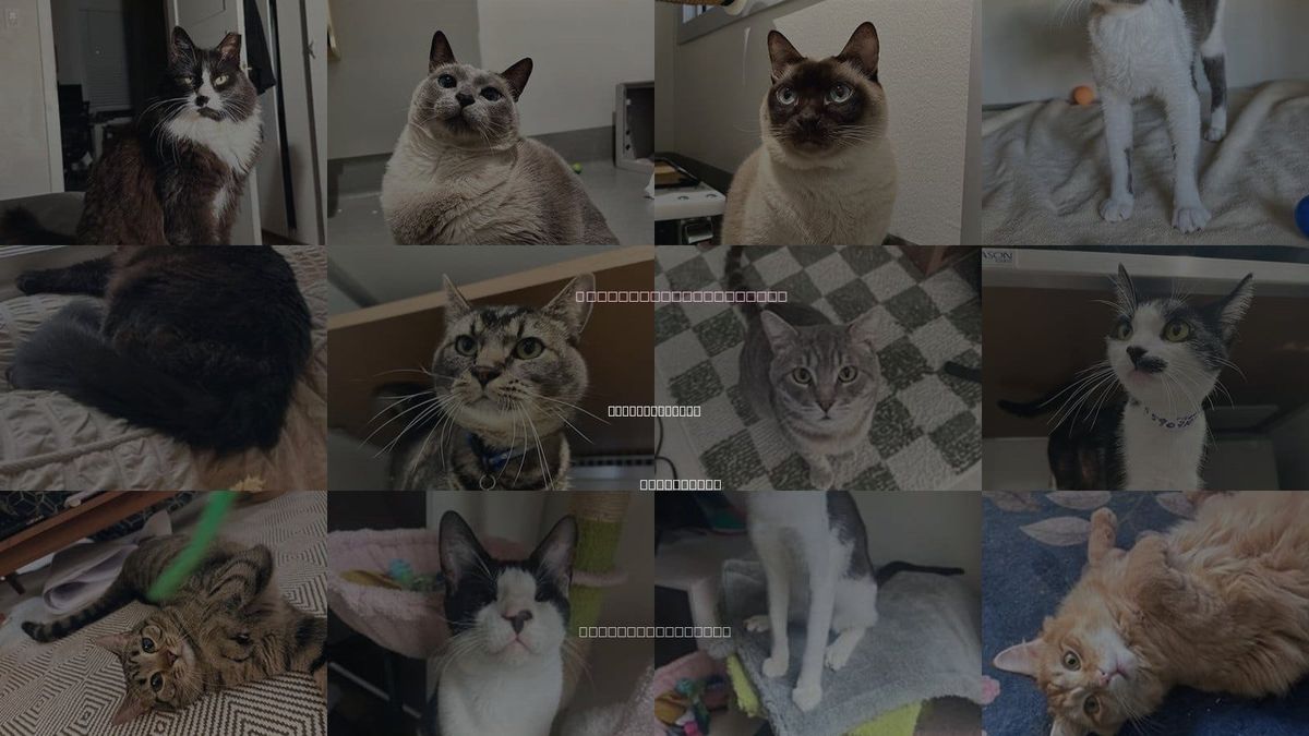 Cats for Adoption in San Francisco, California