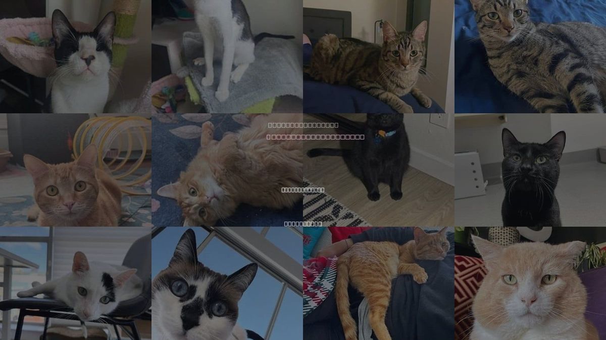 Cats for Adoption in San Francisco, California