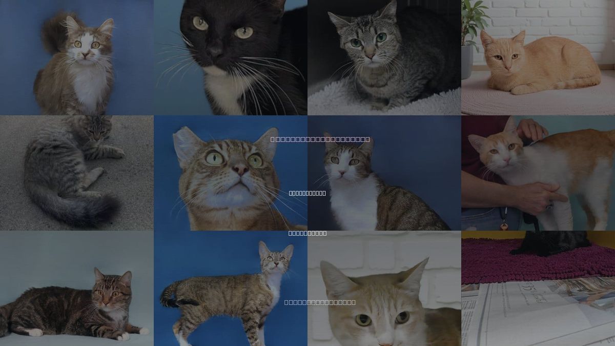 Cats for Adoption in San Gabriel, California