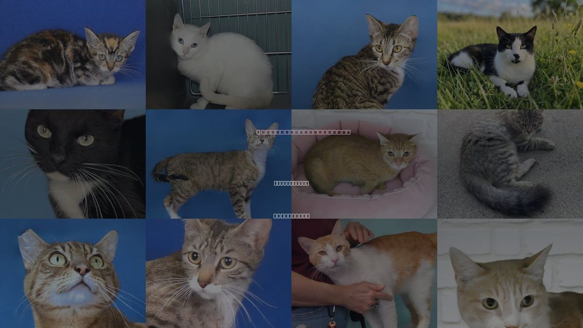 Cats for Adoption in San Gabriel, California