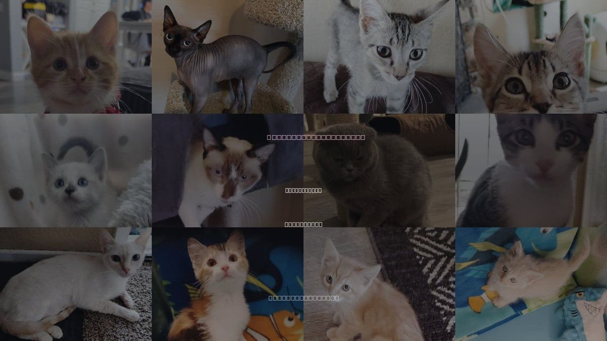 Cats for Adoption in San Jacinto, California