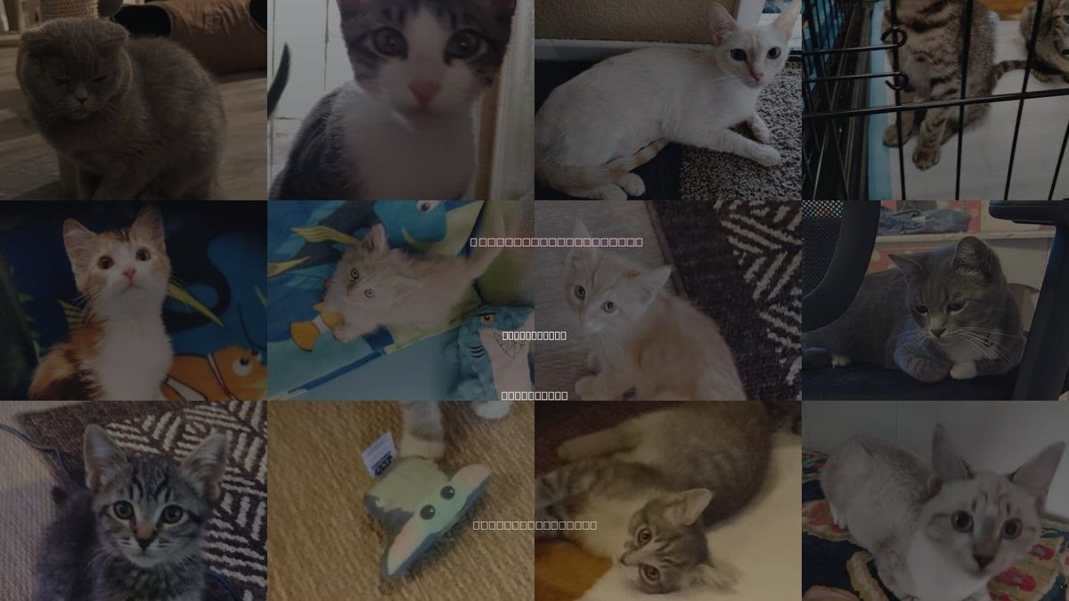 Cats for Adoption in San Jacinto, California