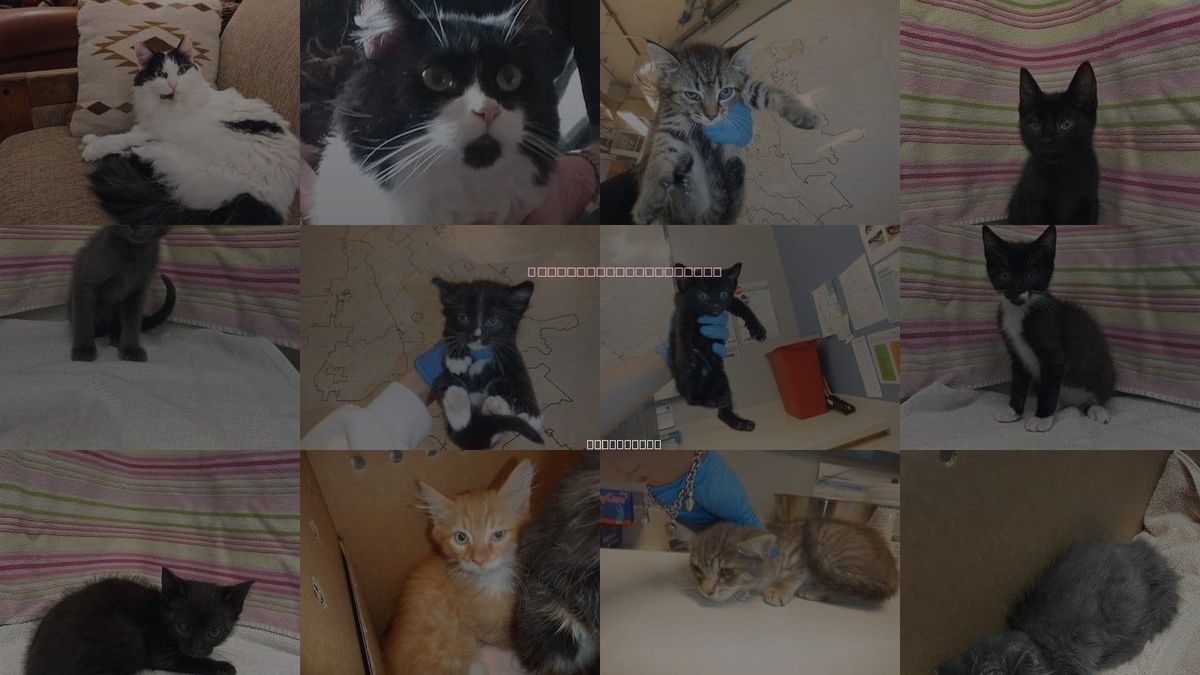 Cats for Adoption in San Jose, California