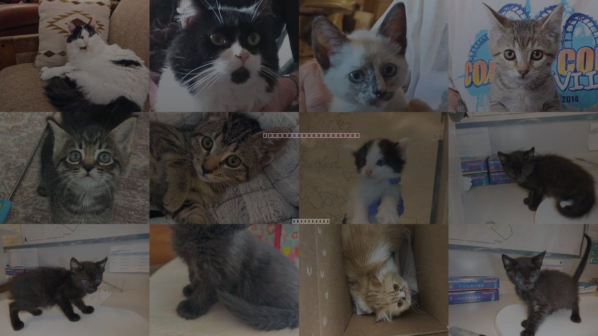 Cats for Adoption in San Jose, California