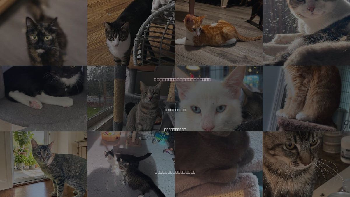 Cats for Adoption in San Leandro, California