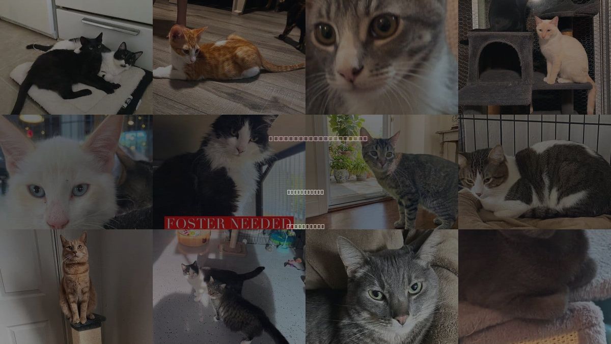 Cats for Adoption in San Leandro, California