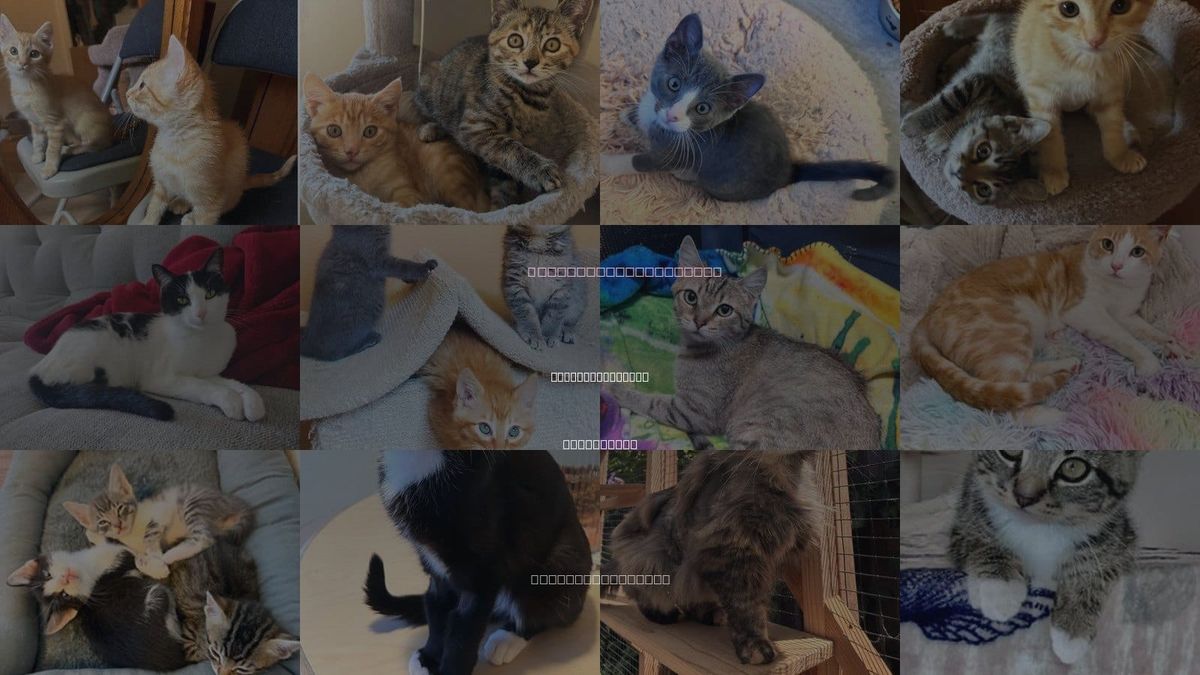 Cats for Adoption in San Luis Obispo, California