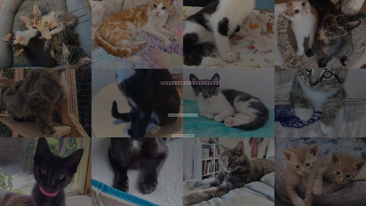Cats for Adoption in San Luis Obispo, California