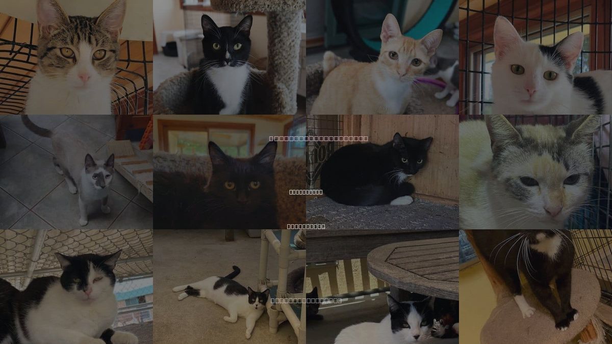 Cats for Adoption in San Marcos, California