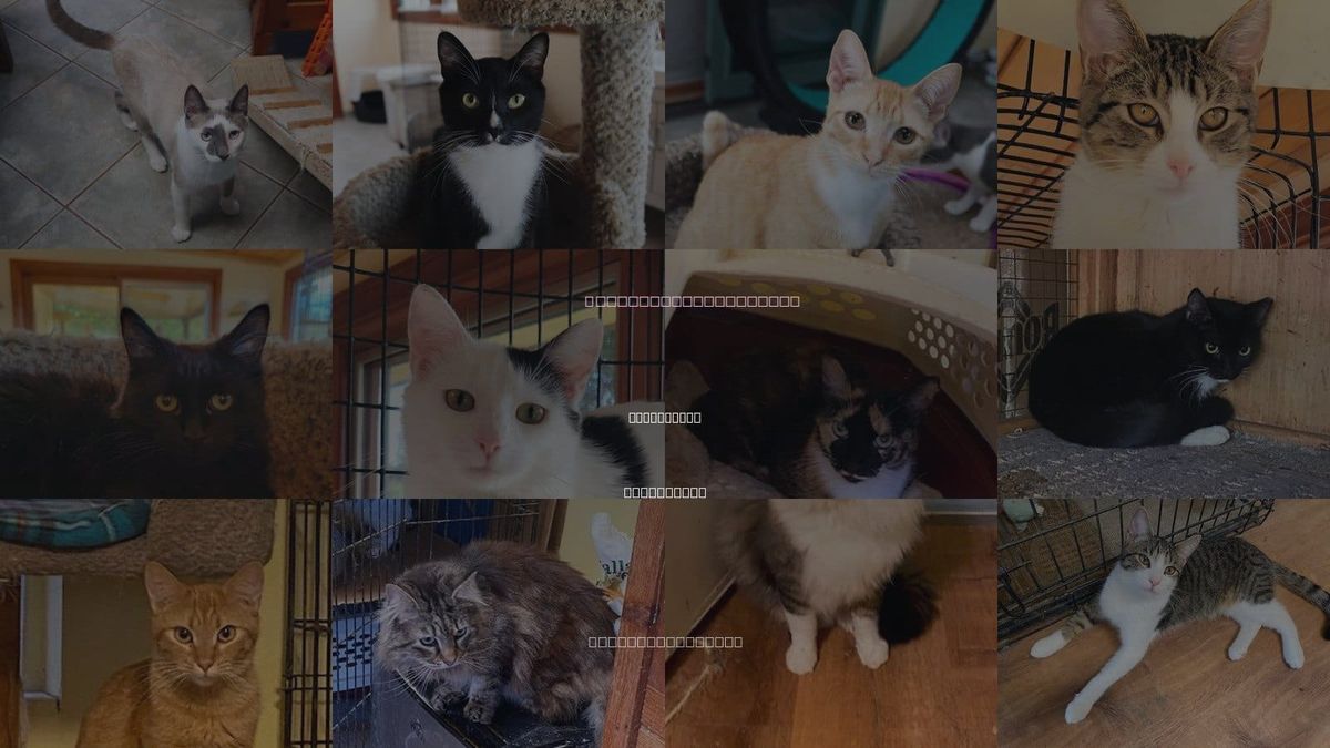 Cats for Adoption in San Marcos, California