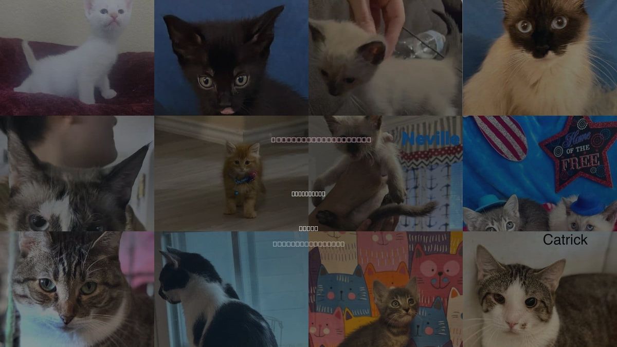 Cats for Adoption in San Marcos, Texas