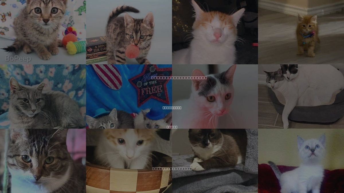 Cats for Adoption in San Marcos, Texas