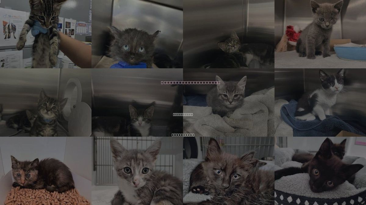 Cats for Adoption in San Martin, California