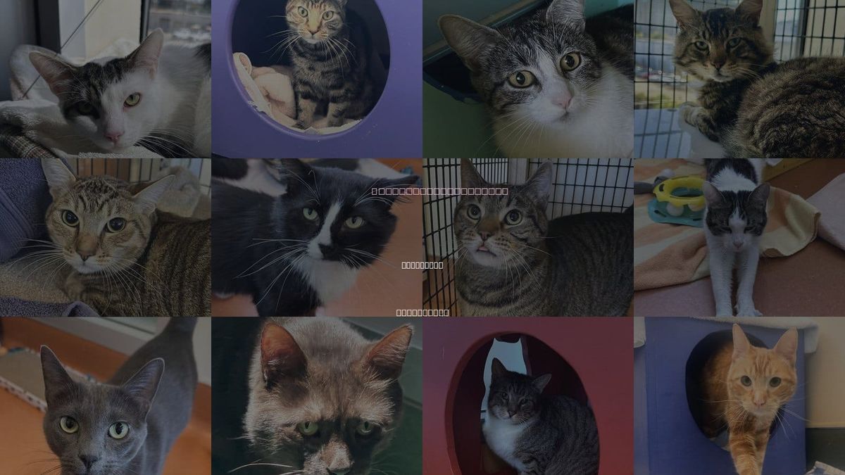 Cats for Adoption in San Mateo, California