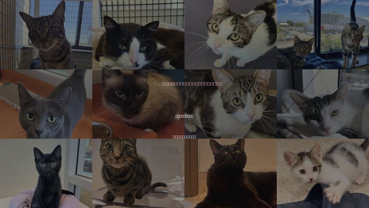 Cats for Adoption in San Mateo, California