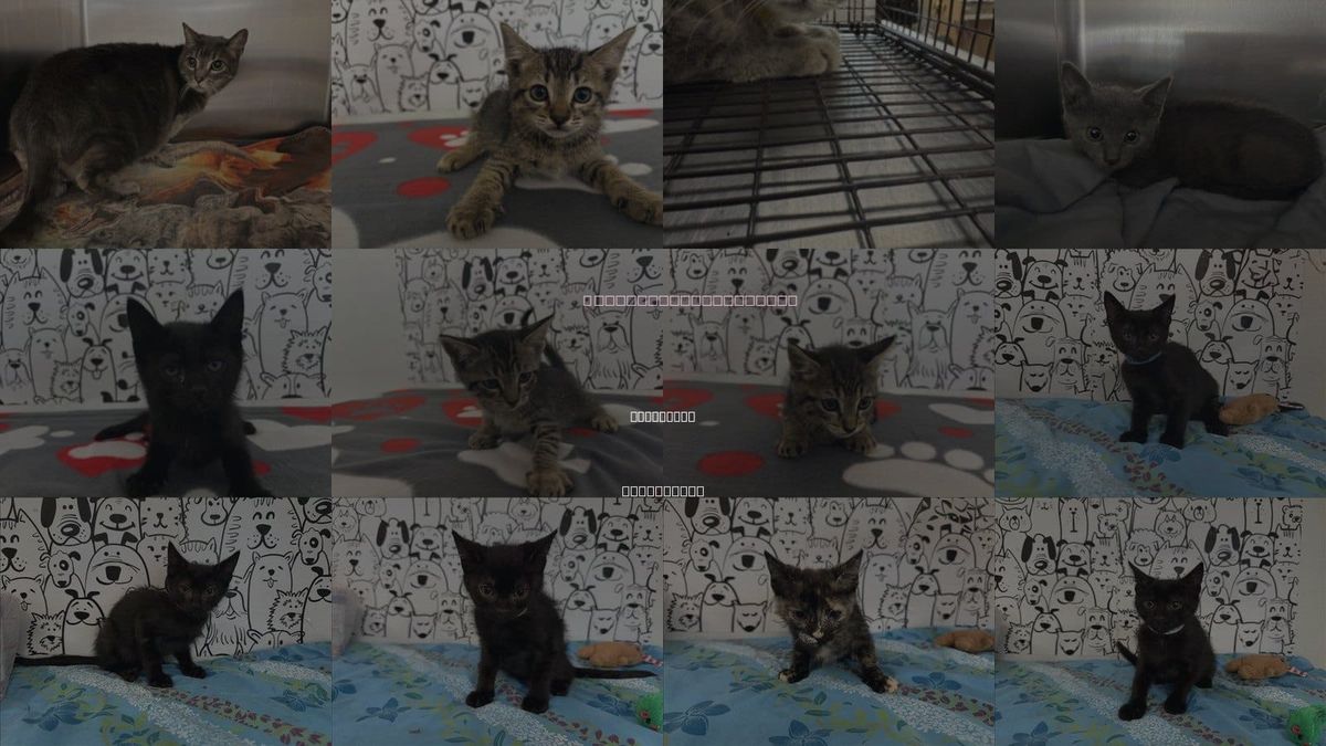 Cats for Adoption in San Pedro, California