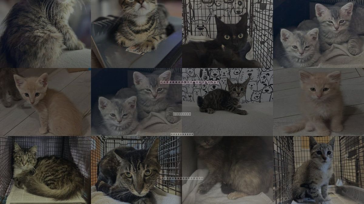 Cats for Adoption in San Pedro, California