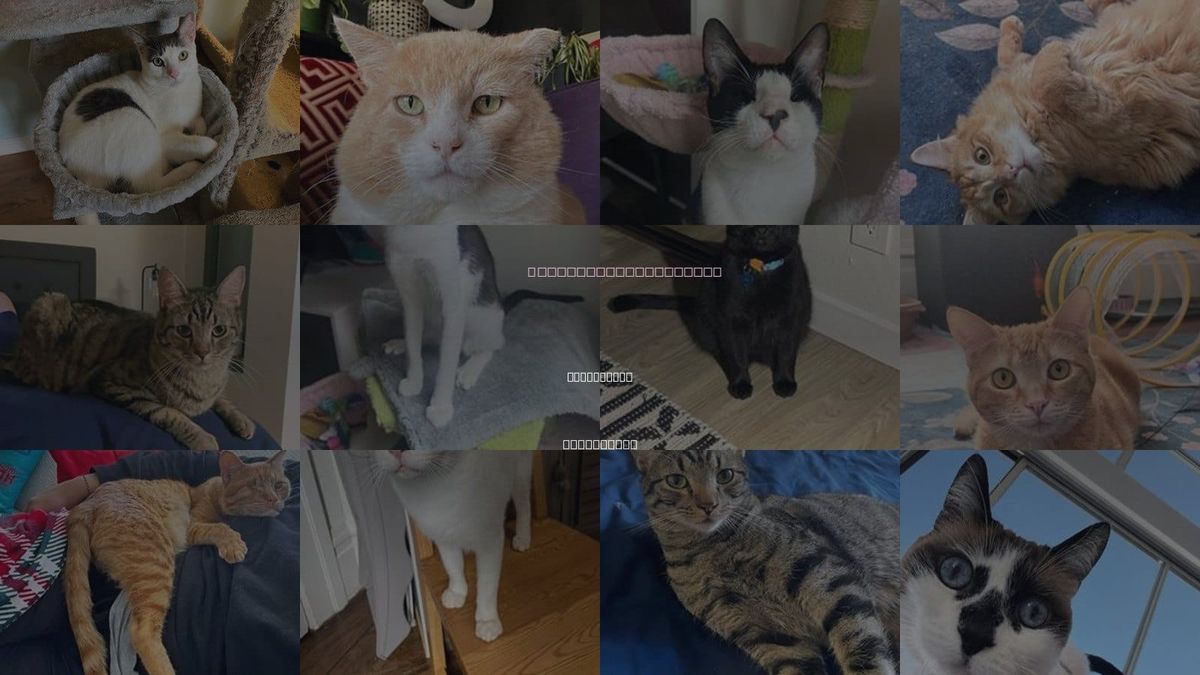 Cats for Adoption in San Rafael, California