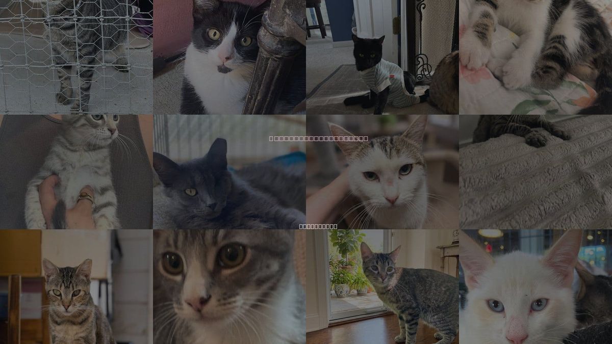 Cats for Adoption in San Ramon, California