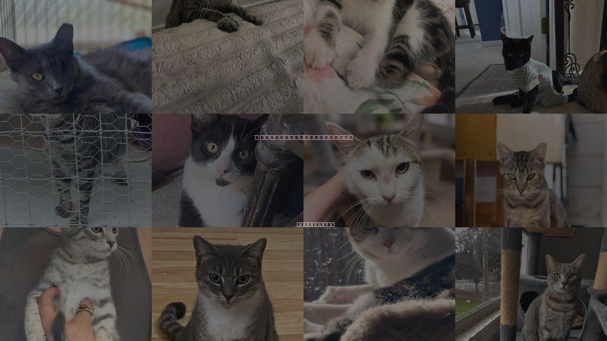 Cats for Adoption in San Ramon, California
