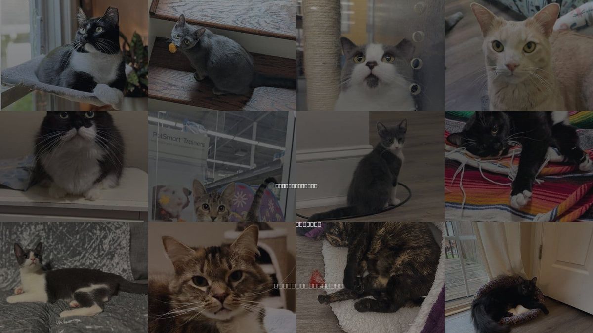 Cats for Adoption in Sandy Springs, Georgia