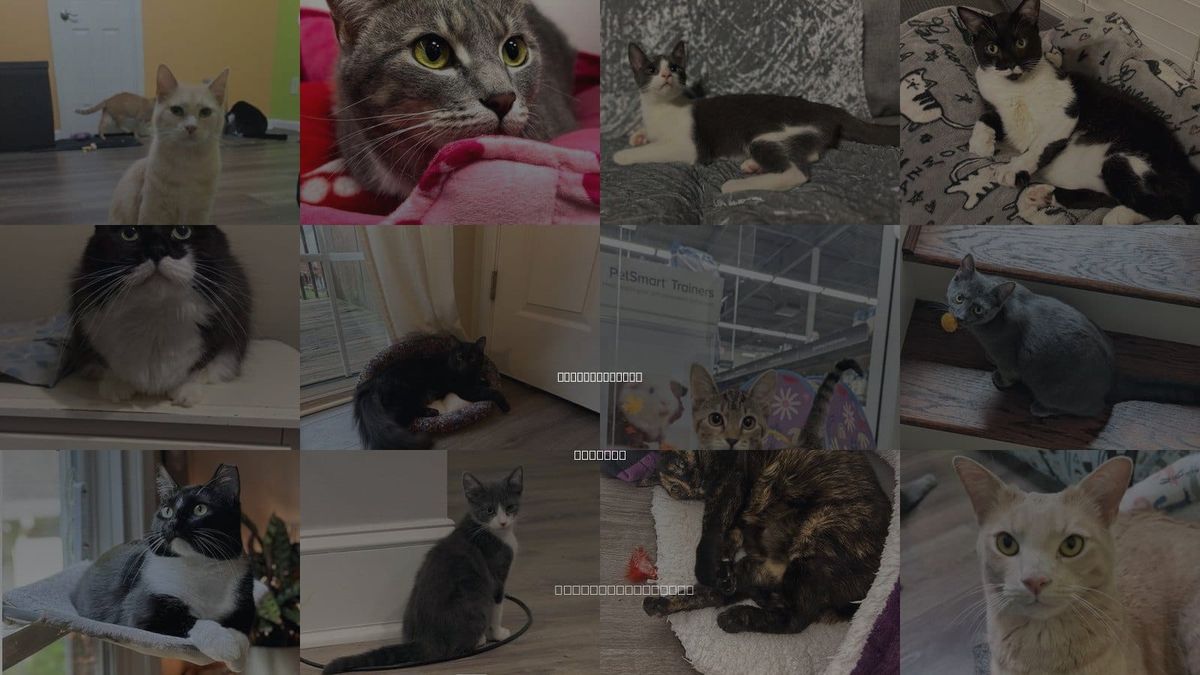 Cats for Adoption in Sandy Springs, Georgia