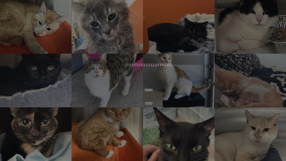 Cats for Adoption in Sandy, Utah