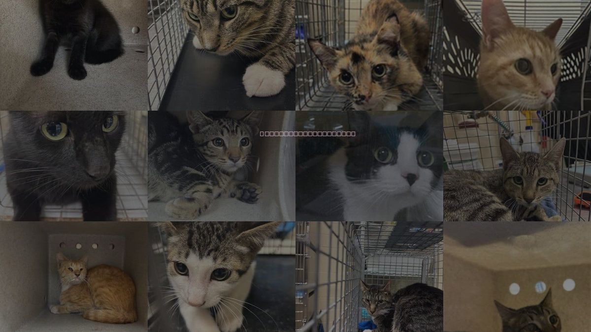 Cats for Adoption in Sanford, Florida