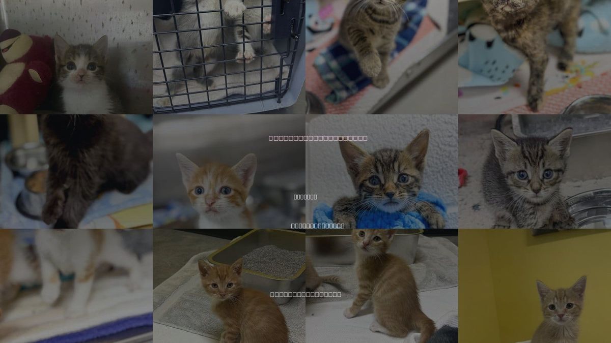 Cats for Adoption in Sanford, North Carolina