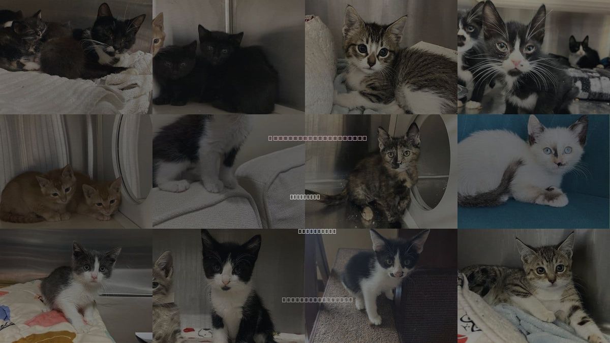 Cats for Adoption in Santa Ana, California